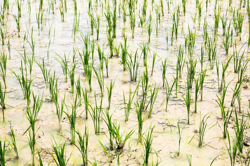 Paddy crop growing in a field irrigated by water from Patesar Ahar in Kaimur district, Bihar